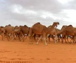 أصحاب قطيع الجمال في ريف الرقة يطالبون باسترداد حقهم بعد ثماني سنوات من المصادرة