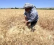 مرسوم رئاسي بمنح 9000 ليرة جديدة عن كل طن قمح يسلّمه المزارعون للمؤسسة السورية للحبوب