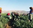 لوموند: رحيل اللاجئين السوريين يترك فراغا في لبنان