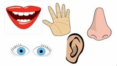 اكتشاف الحاسة السادسة عند الانسان