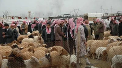 مربو الثروة الحيوانية في ريف حماة الشرقي يشتكون من نقص الأعلاف وتدهور المراعي