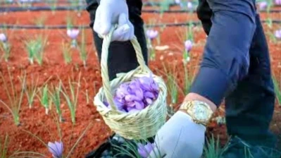 شاب سوري يقود ثورة زراعية صامتة