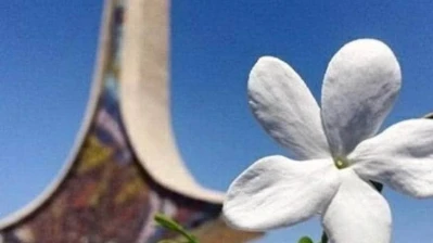 الياسمين رمزًا للذاكرة السورية.. تقرير يقترح 18 آذار يومًا للشهداء والمفقودين