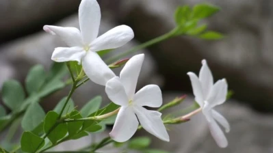 الياسمين رمزًا للذاكرة السورية.. تقرير يقترح 18 آذار يومًا للشهداء والمفقودين