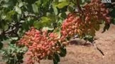 الفستق لا يفهم لغة المواسم القصيرة