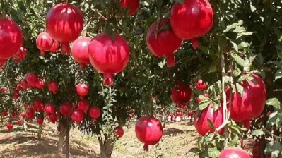 تقديرات بإنتاج نحو 44 ألف طن من محصول الرمان في درعا