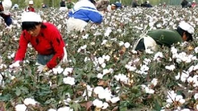 القطن السوري… تحسن نسبي وإنتاج يقدر بنحو 100 ألف طن