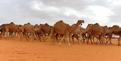 أصحاب قطيع الجمال في ريف الرقة يطالبون باسترداد حقهم بعد ثماني سنوات من المصادرة