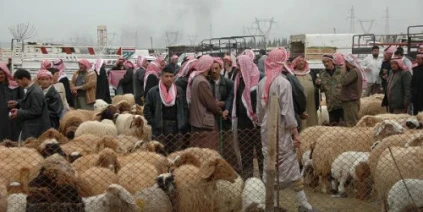 مربو الثروة الحيوانية في ريف حماة الشرقي يشتكون من نقص الأعلاف وتدهور المراعي