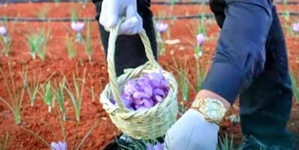 شاب سوري يقود ثورة زراعية صامتة