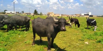 تربية الجواميس في الحسكة… قطاع حيوي يتراجع بفعل الجفاف وممارسات ميليشيات قسد