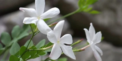 الياسمين رمزًا للذاكرة السورية.. تقرير يقترح 18 آذار يومًا للشهداء والمفقودين