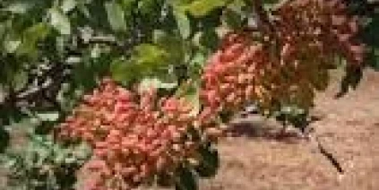 الفستق لا يفهم لغة المواسم القصيرة