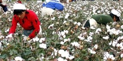 القطن السوري… تحسن نسبي وإنتاج يقدر بنحو 100 ألف طن