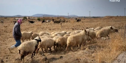 جرائم الاحتلال في رويحينة بريف القنيطرة تهدد الثروة الحيوانية وسبل العيش للأهالي