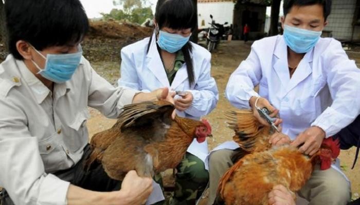 تفشي إنفلونزا الطيور في أوروبا وآسيا