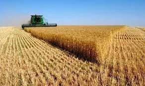 حصاد القمح في أوكرانيا