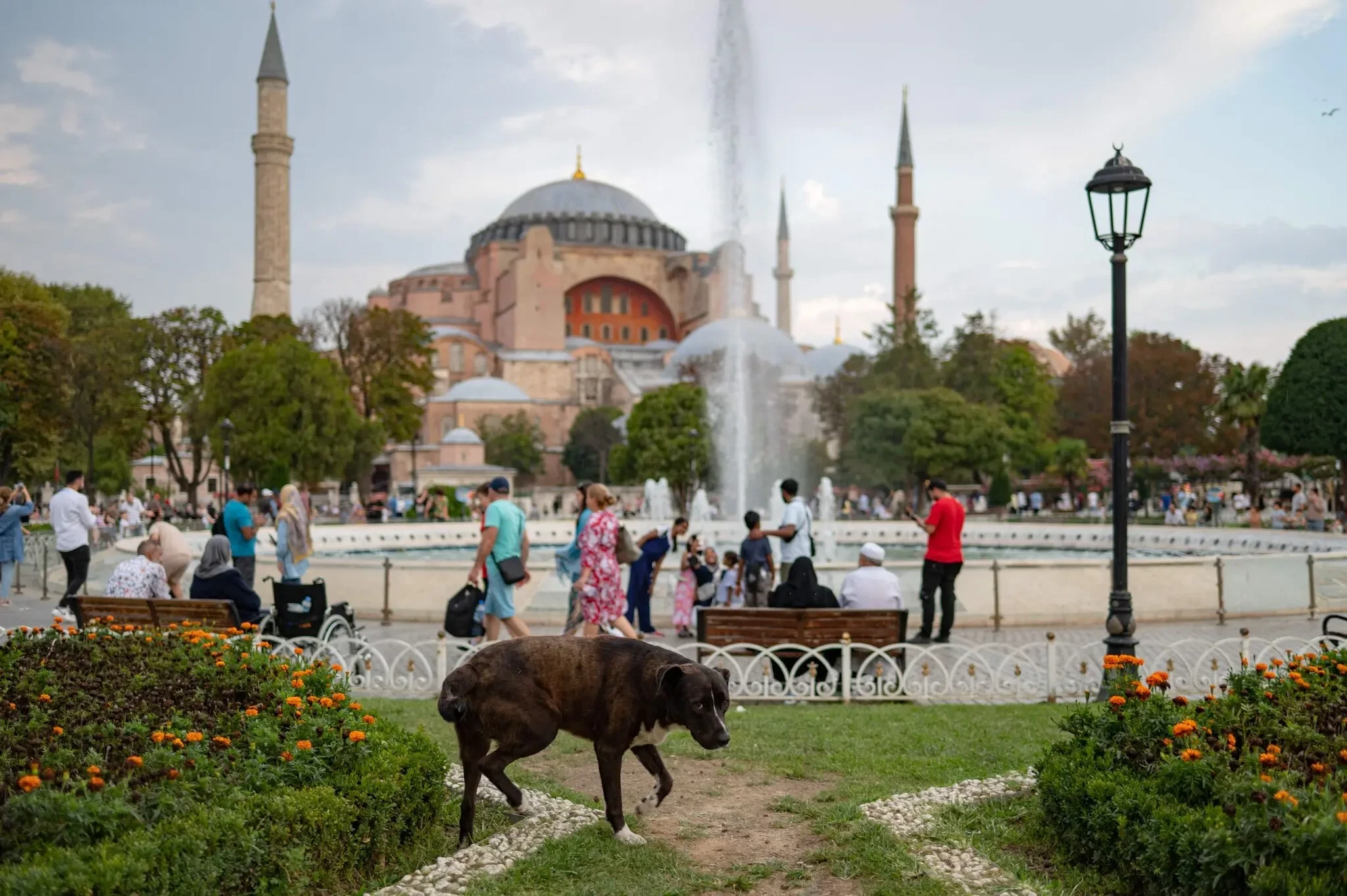 وتستمتع الكلاب أيضًا بقضاء الوقت خارج مسجد آيا صوفيا الكبير في إسطنبول.ائتمان...ياسين أكجول/وكالة فرانس برس – غيتي إيماجيز