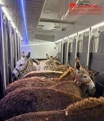 حمير غزة في معتقل لدولة الاحتلال