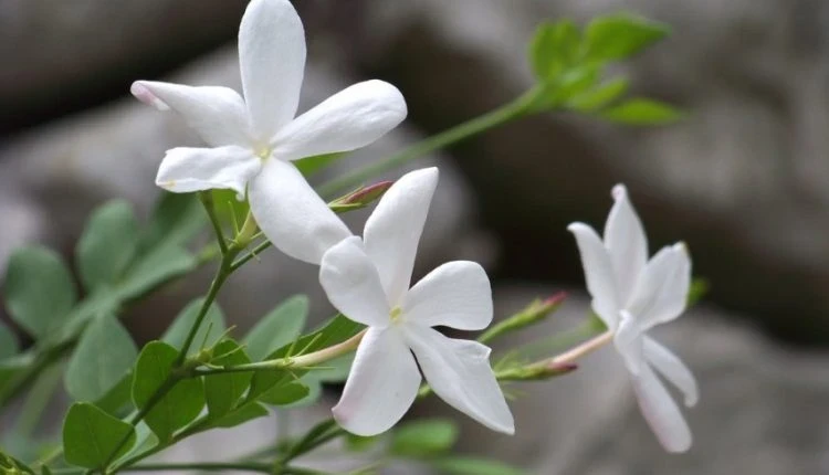 مصدر الصورة (مواقع التواصل)