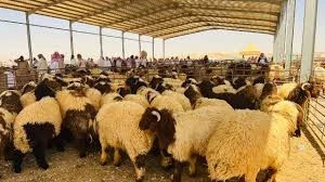 خراف سورية على الحدود الاردنية