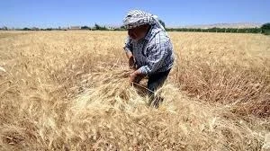 فلاح سوري يحصد القمح