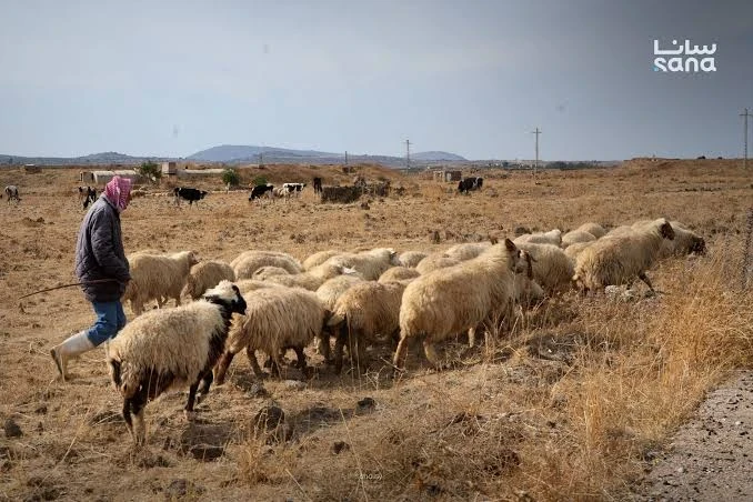 المراعي في الجنوب السوري