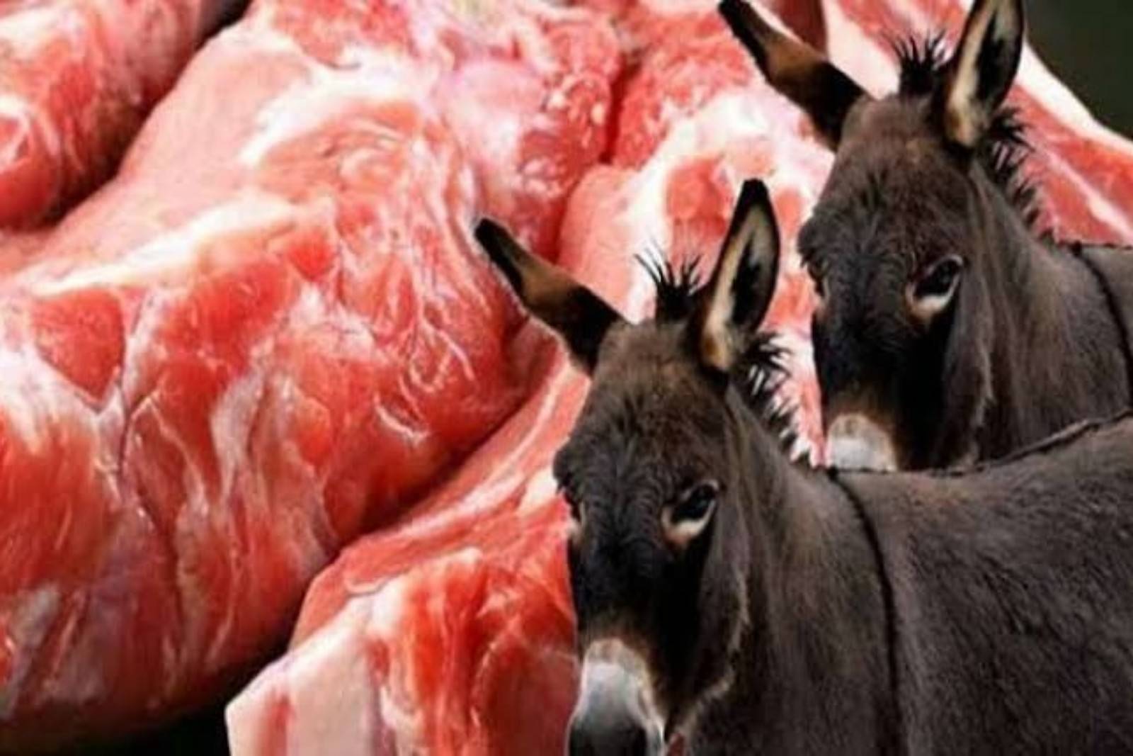 صعوبة التفريق بين لحم الحمير واللحوم الاخرى